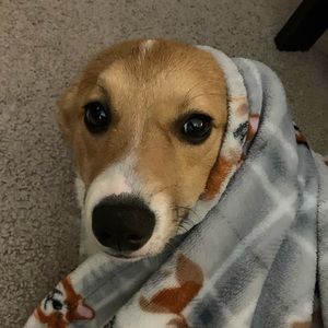 Meet your Posher, Rachel